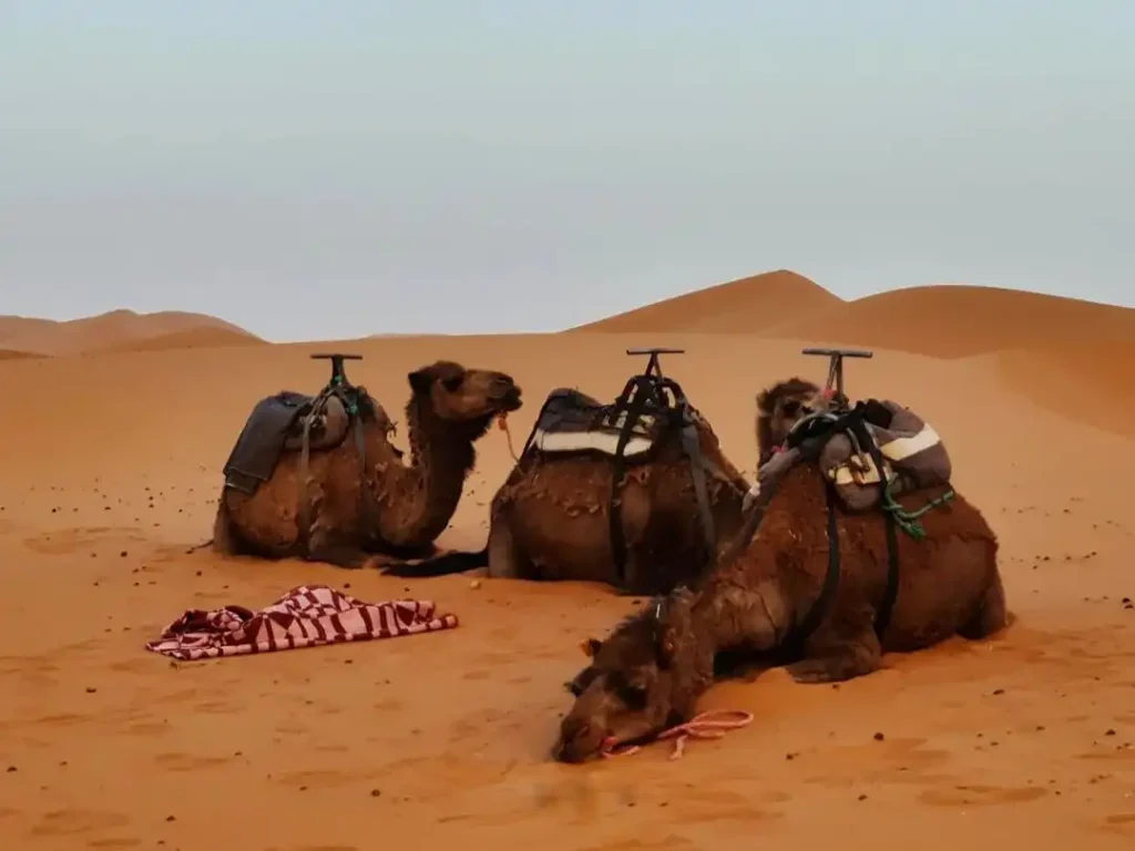 Discover the beauty of the Sahara on a 5-day tour from Marrakech to Merzouga. Camel rides and stunning desert vistas await.